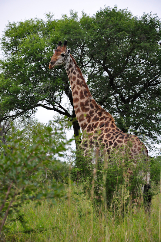 Melanie Heinrich - travel images - Lion Sands Private Game Reserve